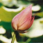 Fiore